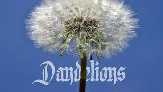 CHXEU x BRUUDE - DANDELIONS [PROD. CHXEU]
