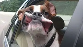 Funny Animals - Funny Dog Videos - Funny Dogs Flapping Lips In The Wind Compilation 2016