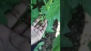 Tropical Farming/Tomato grown in Open Field