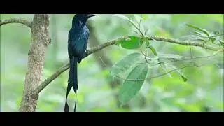 Suara pikat burung srigunting 100℅ampuh