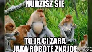 NAJLEPSZE MEMY - MAŁPA POLAK