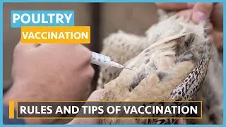 Poultry Vaccination and Common Diseases (Lesson 2) - Modes of vaccination
