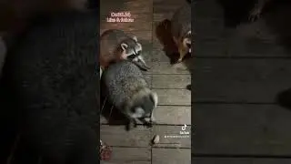 Supper Time with the Raccoons. Peanut Butter Club Diary