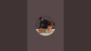 Fouji Dog House Faridabad is live OPEN CLASS LONG HAIR GSD