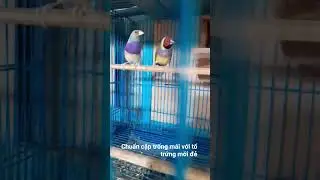 Chim 7mau đột biến gh&eacute;p sinh sản .