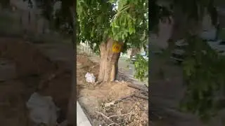 Najafgarh RHTC