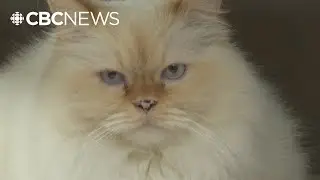 What do P.E.I. firefighters do when pets are involved in a fire?