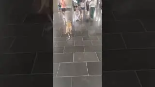 Dog gets sandy with friends and more! #dogs #dogvideos #funnypetsdaily #husky #corgi