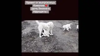 Kamalia- ушастый Алабай 