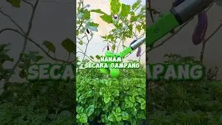 Part 1 ⁉️ Tips Merawat Bayam Brazil Dirumah