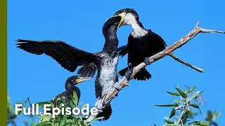 Ruthless Hunters: Predators That Wait for the Weak | Wild Wild East 102