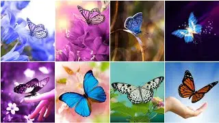 Butterfly Dp Photo for WhatsApp | Butterfly Dpz | Butterfly Photo | Butterfly/Images/pics#butterfly