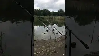AMAZING CARP BITE🤯🔥 #fishing