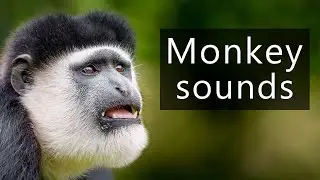 The terrifying sounds of Colobus monkeys