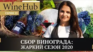 ВИНО РОЖДАЕТСЯ НА ВИНОГРАДНИКЕ