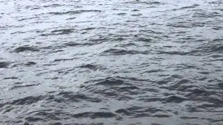 Blue whales in San Diego