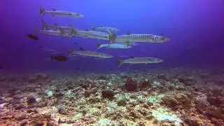 Palau 2014