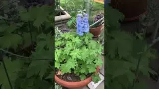 Ranunculus, delphiniums, dichondra silver falls #chatsworthcottage #delphinium #springcontainer