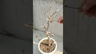 Hamelia plant cutting 🌱🌿💮#gardening #garden #plantcare