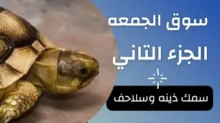 سوق الجمعه الجزء الثاني وفرجة سمك الذينه والسلاحف