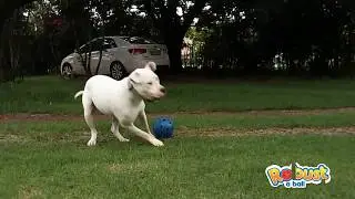 Robust a Ball, different pets playing with super durable dog ball.