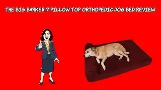 Best Orthopedic Dog Bed for Large Breed ⭐ Big Barker 7 Pillow Top Orthopedic Dog Bed Review