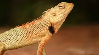 nature , animals ,birds( prakriti ki goad me) 5 #Alpharadius