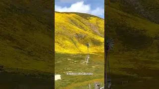 California Superbloom