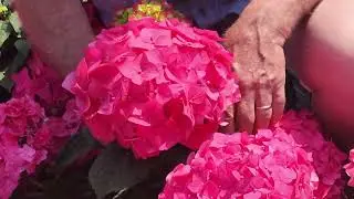 3 Hydrangea Stars for Mid-Atlantic & Northeast Gardens – Expert Picks!