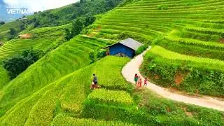 Beautiful picture of ripe rice season in Sapa