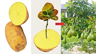 Grow Avocado By Potato Rooting Hormone 100% Root Stimulator Grow for beginner