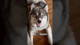 Dog: I have NOT behaved one Single day! 🐕😂 #funnydogs #pomsky #comedy