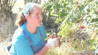 Growing in Torah: Lessons in the field: Spiritual Beauty