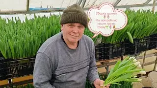 Сбор тюльпана 19.02 немного про детали для начинающих🌷💐