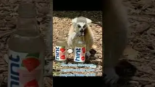 The Lemurs at Chase Sanctuary  love  fruity Hint water !   #thehintlemurs @HintWater #drinkhint
