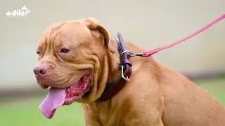 Premium Leather Dog Collar with Metal Buckle & D-Ring | Strong, Stylish & Comfortable