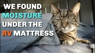 RV Moisture Solutions For Mold Prevention | My Best Tips