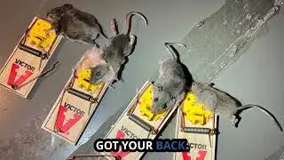 Pest Control Clayton NC