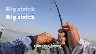 Hooking: Golden Trivially Explained || fishing in Abu Dhabi