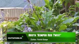 Hosta 'Kempen Red Twist'