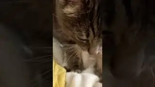 Gatto dolce