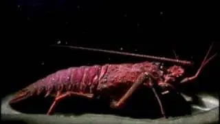 Arthropod Legs.mov