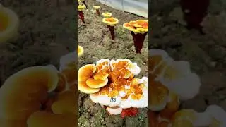 Lingzhi