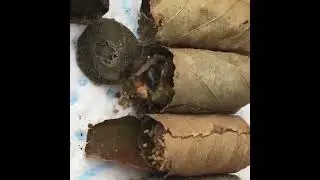 Baby Leafcutter Bee Emerges from Their Cozy Bee-rito