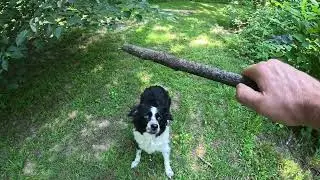 Playing Fetch and Walking My sweet Beautiful dog Maggie