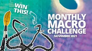 Macro Photography Challenge [November 2021]