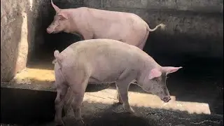 No Breast Milk From Your PIGs? Do This!