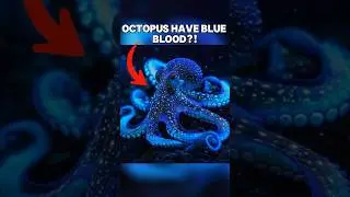 Why Do Octopuses Have Blue Blood? 🐙💙 #shorts #viral #animals #octopus