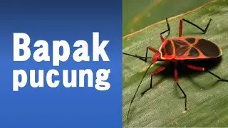 Bapak Pucung (Tembang Macapat - Jawa Tengah)