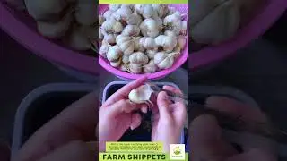 Satisfying Garlic Peel in Seconds! 🧄✨ #shorts